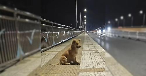 Abandoned Pup Sat At An Overpass For Weeks, Waiting For His Owner To Return