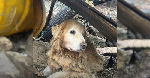 Dog Who Spent a Decade Leashed by a Cliff Cries When He Finally Sees Kind Humans