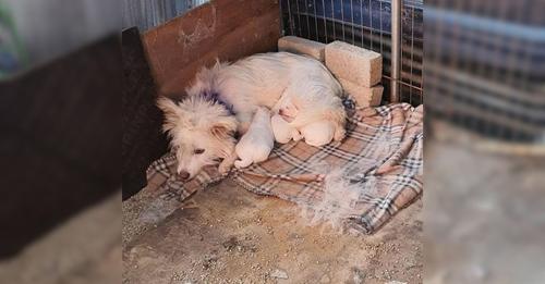 Mother dog and her puppies trembled in the cold corner of the shelter until she arrived