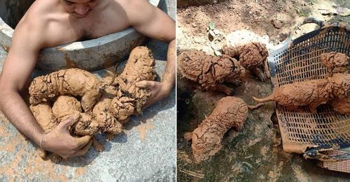 Man Sees 5 ‘Mud Balls’ In A Well, Only To Discover They’re The Fluffiest Puppies Ever