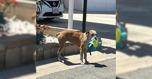 Nervous Stray Dog Finds Solace In Plush Toys Given By Rescuers