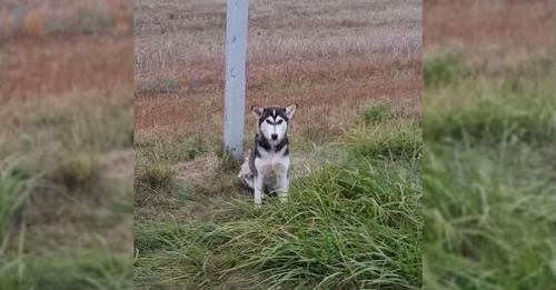 Abandoned Dog by the Road Watches Cars, Hoping for Owner’s Return