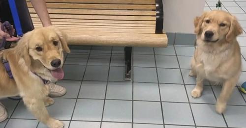 Family Stunned To Find The Dog They Retrieved From Daycare Is Not Their Goldie