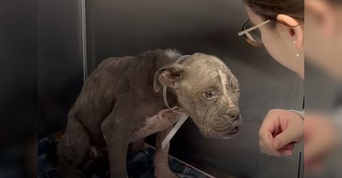 A Neglected Pup Appeared Like An Old Dog Until Rescued And Given A New Chance At Life