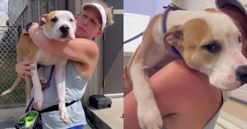 This Shelter Dog Hugs Everyone, Longing for a Home