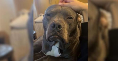 Elderly Dog Ignored at Shelter for Months Due to ‘Mean’ Appearance