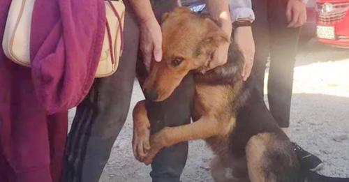 Dog Hugs Countless Strangers, Hoping One Will Stop And Help Her