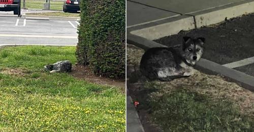 Puppy Left in Parking Lot Stayed Still, Hoping Her Family Would Return