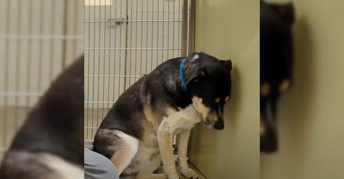 This heartbroken dog wouldn’t stop staring at the wall after being returned to the shelter.