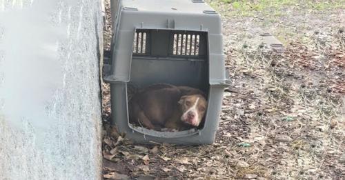 Starving Dog Discovered Lying In A Tiny Kennel, She Consumed Anything To Endure Her Abandonment