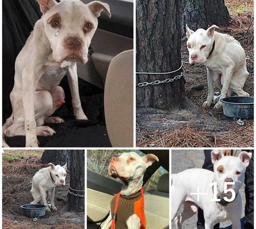 Chained to a tree for four years, a dog endured endless suffering until a miraculous change transformed its life forever.