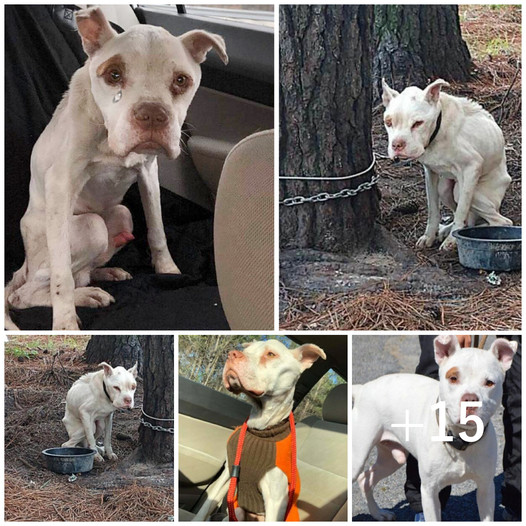 Chained to a tree for four years, a dog endured endless suffering until a miraculous change transformed its life forever.