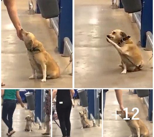 A deserted dog left at a store gate searches for a new home with charming behavior that wins the hearts of everyone nearby.