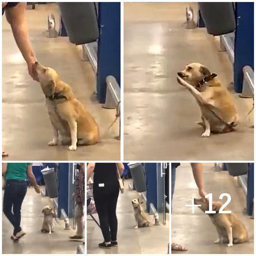 A deserted dog left at a store gate searches for a new home with charming behavior that wins the hearts of everyone nearby.