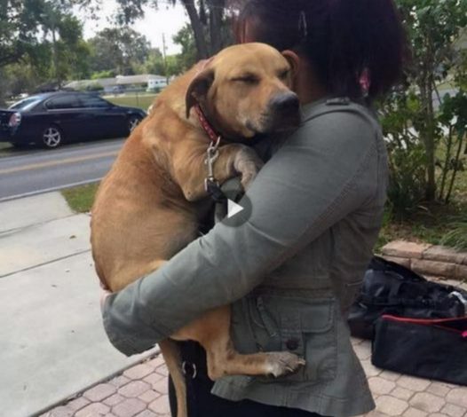 After 630 days in the shelter, Lucky the dog finally found a new home. He settled into a peaceful sleep in his new owner’s arms, bringing tears to the eyes of witnesses.