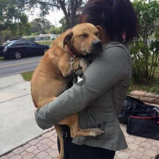 After 630 days in the shelter, Lucky the dog finally found a new home. He settled into a peaceful sleep in his new owner’s arms, bringing tears to the eyes of witnesses.