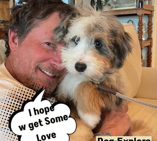 Michael J. Fox Welcomes His Beautiful New Dog, Blue: ‘Welcome to Your Home Forever!