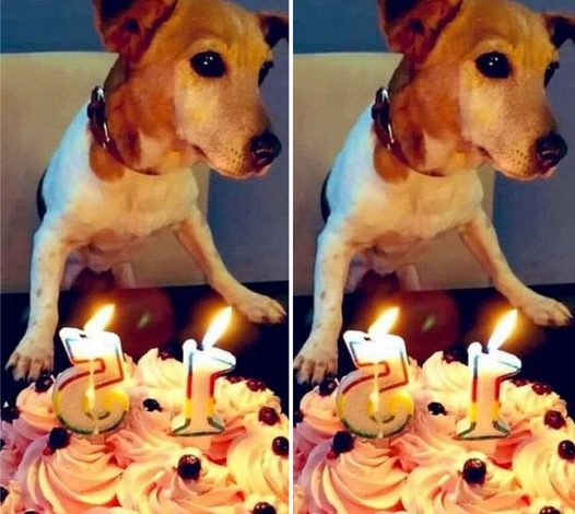 “Happy 15th Birthday to Our Cute Beagle!”