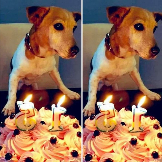 “Happy 15th Birthday to Our Cute Beagle!”