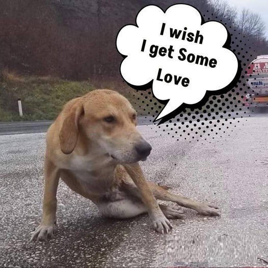 He lay still in the rain by the highway, desperately awaiting rescue.