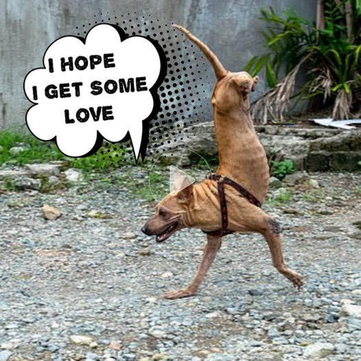 Due to her attentive owner, a dog born without back legs now balances on her front legs, showcasing resilience and adaptability.