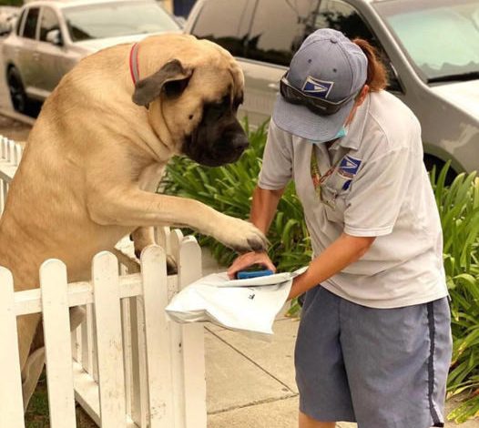 A heartwarming daily routine: Lulu, the giant 180-pound dog, greets the mailman with boundless joy and a kind hug with her paws, honoring the eternal bond between humans and their loyal friend.