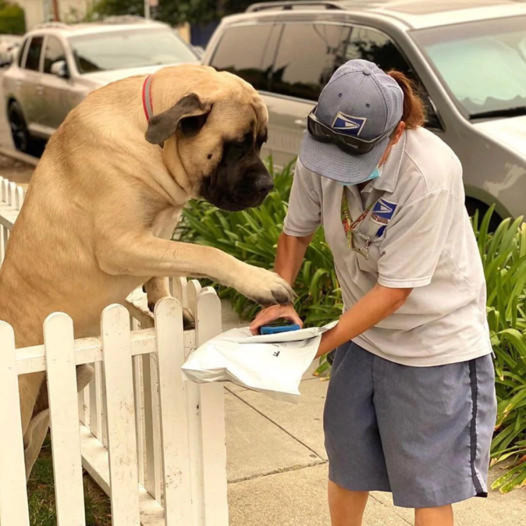 A heartwarming daily routine: Lulu, the giant 180-pound dog, greets the mailman with boundless joy and a kind hug with her paws, honoring the eternal bond between humans and their loyal friend.