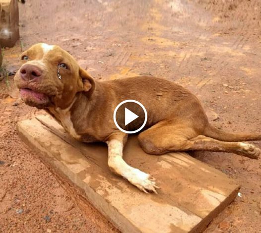 Despite being physically challenged, the disabled dog stays steadfastly loyal, motivated to fulfill his owner’s desires while reassuringly stating, “Master, I can still walk.”