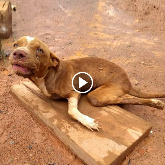 Despite being physically challenged, the disabled dog stays steadfastly loyal, motivated to fulfill his owner’s desires while reassuringly stating, “Master, I can still walk.”