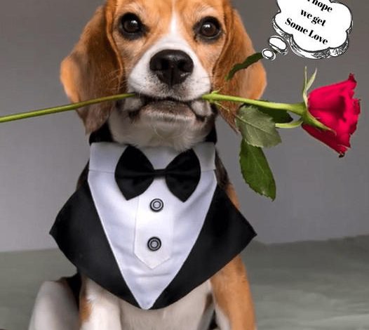 The Enchanting Beagle: A Chic Companion with a Hidden Heartfelt Secret.