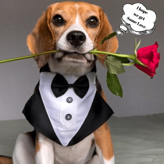 The Enchanting Beagle: A Chic Companion with a Hidden Heartfelt Secret.