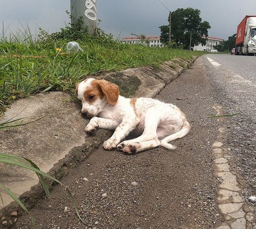 Struggling to rescue injured street dog: A puppy in desperate need of a new home and a caring owner. thaolv