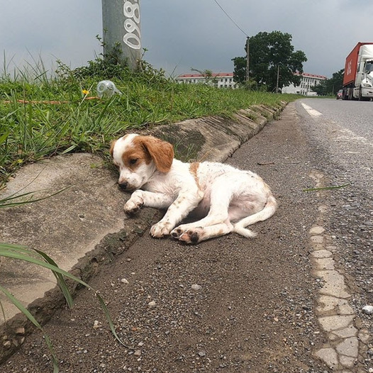 Struggling to rescue injured street dog: A puppy in desperate need of a new home and a caring owner. thaolv