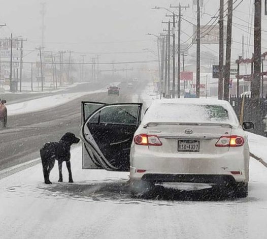 Woman Rescues Dog Stranded on Snow-Covered Road Thanks to Her Kind Heart.