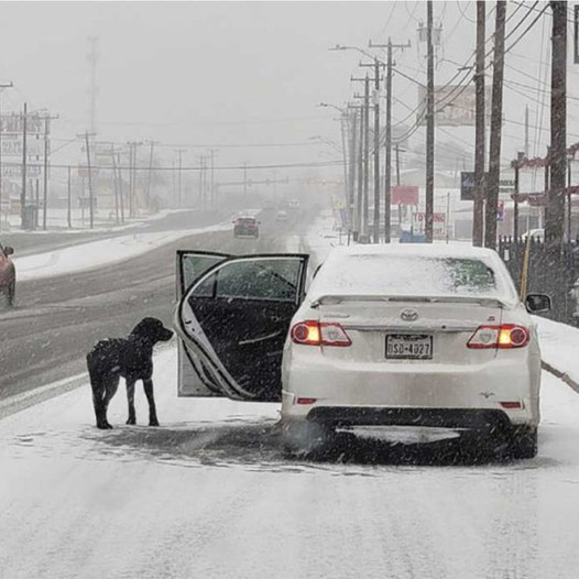 Woman Rescues Dog Stranded on Snow-Covered Road Thanks to Her Kind Heart.