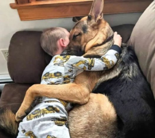 A rescued dog finds boundless joy in his new home, becoming a loyal protector and best friend to his 5-year-old companion