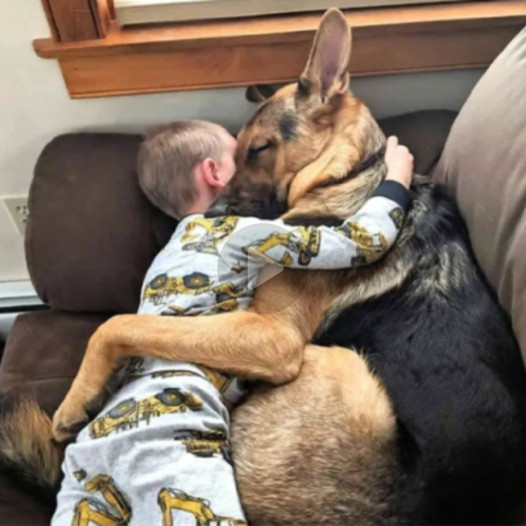 A rescued dog finds boundless joy in his new home, becoming a loyal protector and best friend to his 5-year-old companion