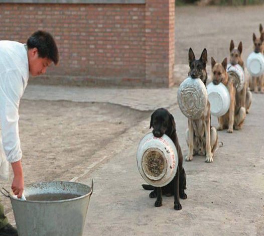 The queue of abandoned dogs waiting at the shelter for a full meal created a scene that touched millions of people.