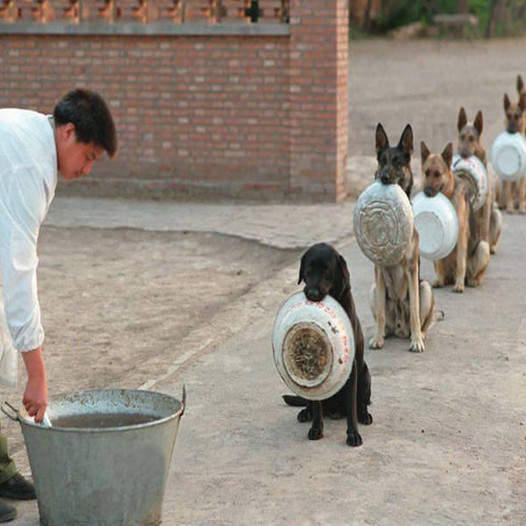 The queue of abandoned dogs waiting at the shelter for a full meal created a scene that touched millions of people.