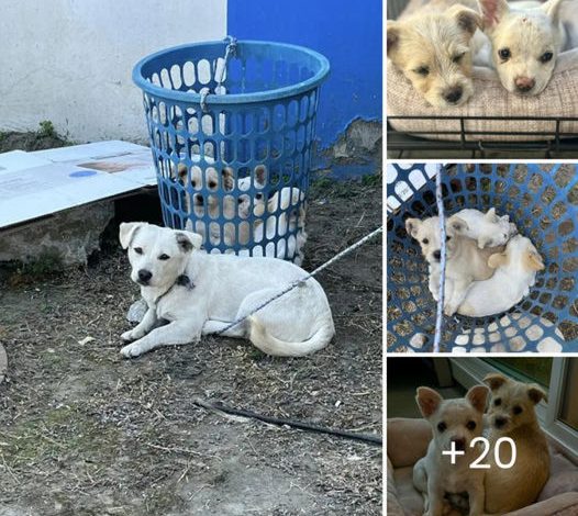 Rescuers discover a dog tied to a laundry basket and, soon after, spot little eyes watching them