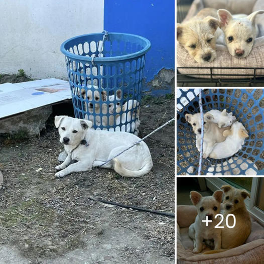 Rescuers discover a dog tied to a laundry basket and, soon after, spot little eyes watching them