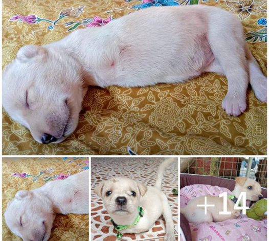 A magical tale begins as a street-born puppy with deformed legs discovers a loving new home.