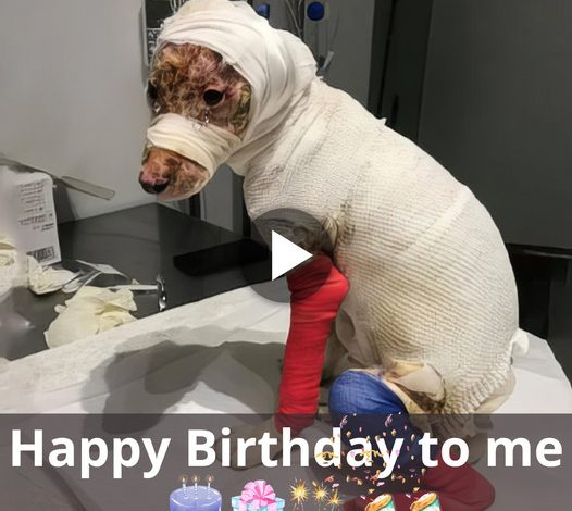 A Birthday Celebration: The Uplifting Tale of a Dog’s Quick Rescue and Amazing Recovery 2