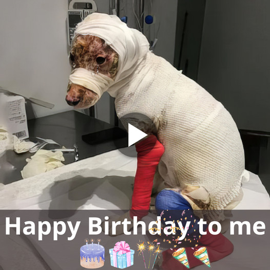 A Birthday Celebration: The Uplifting Tale of a Dog’s Quick Rescue and Amazing Recovery 2