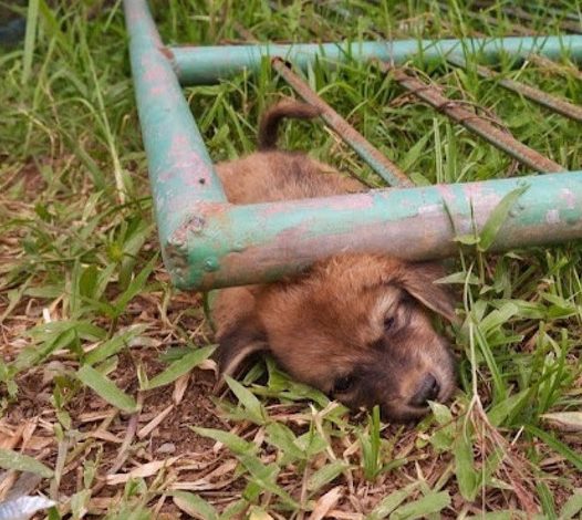 Incredible Rescue: Puppy Stuck Beneath Metal Gate, Captured on Video, Leaves Viewers Astonished