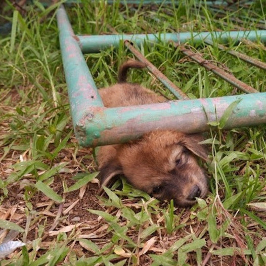 Incredible Rescue: Puppy Stuck Beneath Metal Gate, Captured on Video, Leaves Viewers Astonished