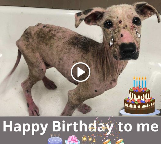 A Heartfelt Birthday Tribute to a Neglected, Desperate Dog