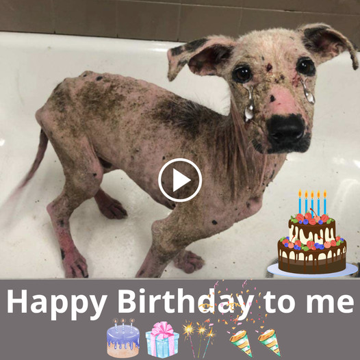 A Heartfelt Birthday Tribute to a Neglected, Desperate Dog