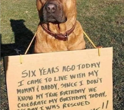 A Heartbreaking Birthday Tribute: A Dog Lying on the Ground, Emaciated, Dehydrated, With a Rope Around Its Neck, Neglected and Alone