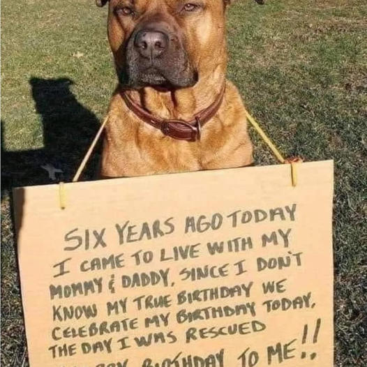 A Heartbreaking Birthday Tribute: A Dog Lying on the Ground, Emaciated, Dehydrated, With a Rope Around Its Neck, Neglected and Alone